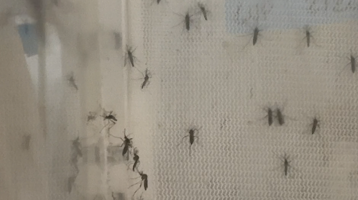 New Discovery Could Help Take the Bite Out of Mosquito Season