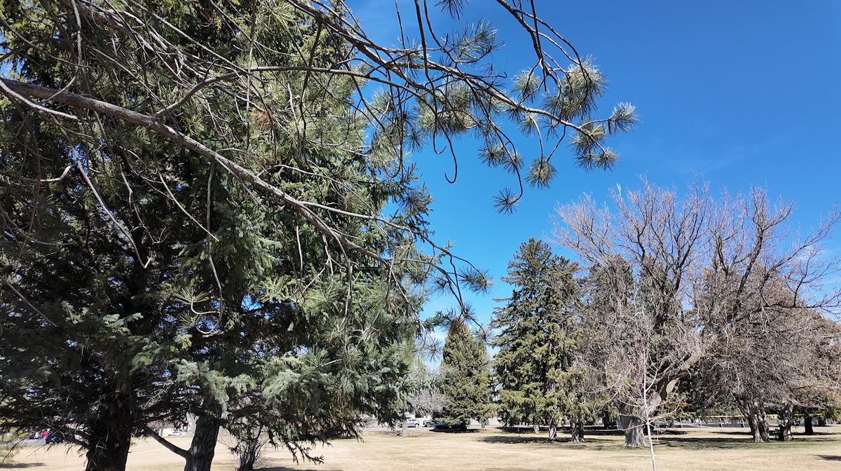 Local doctors warn of ‘high-gear’ allergy season fueled by early warmth