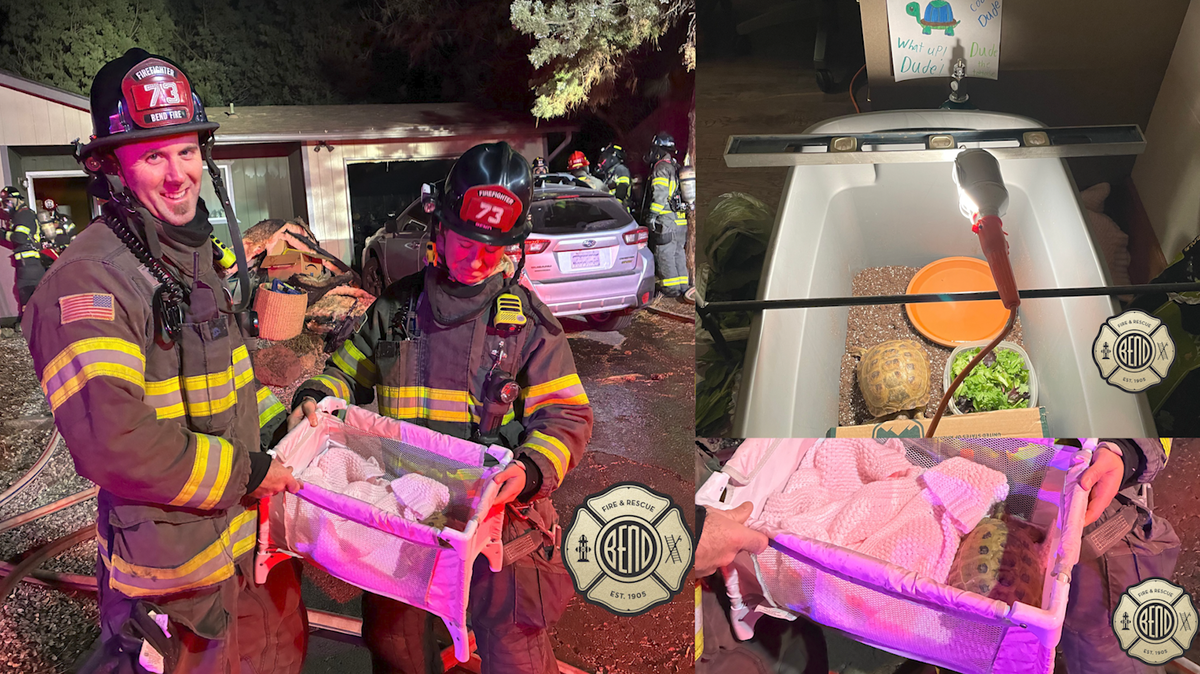 There’s Good News: ‘Dude’ the tortoise recovering well following Bend structure fire