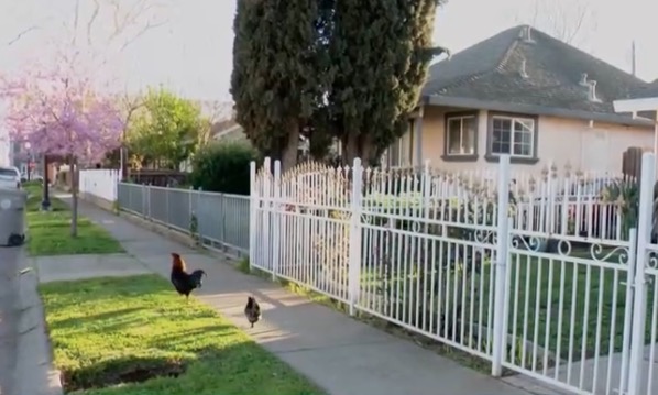 Residents of Old North Sacramento are overwhelmed by a growing population of chickens