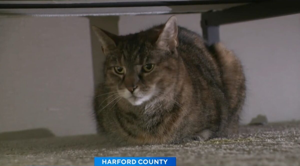 A Harford County family was reunited with their cat