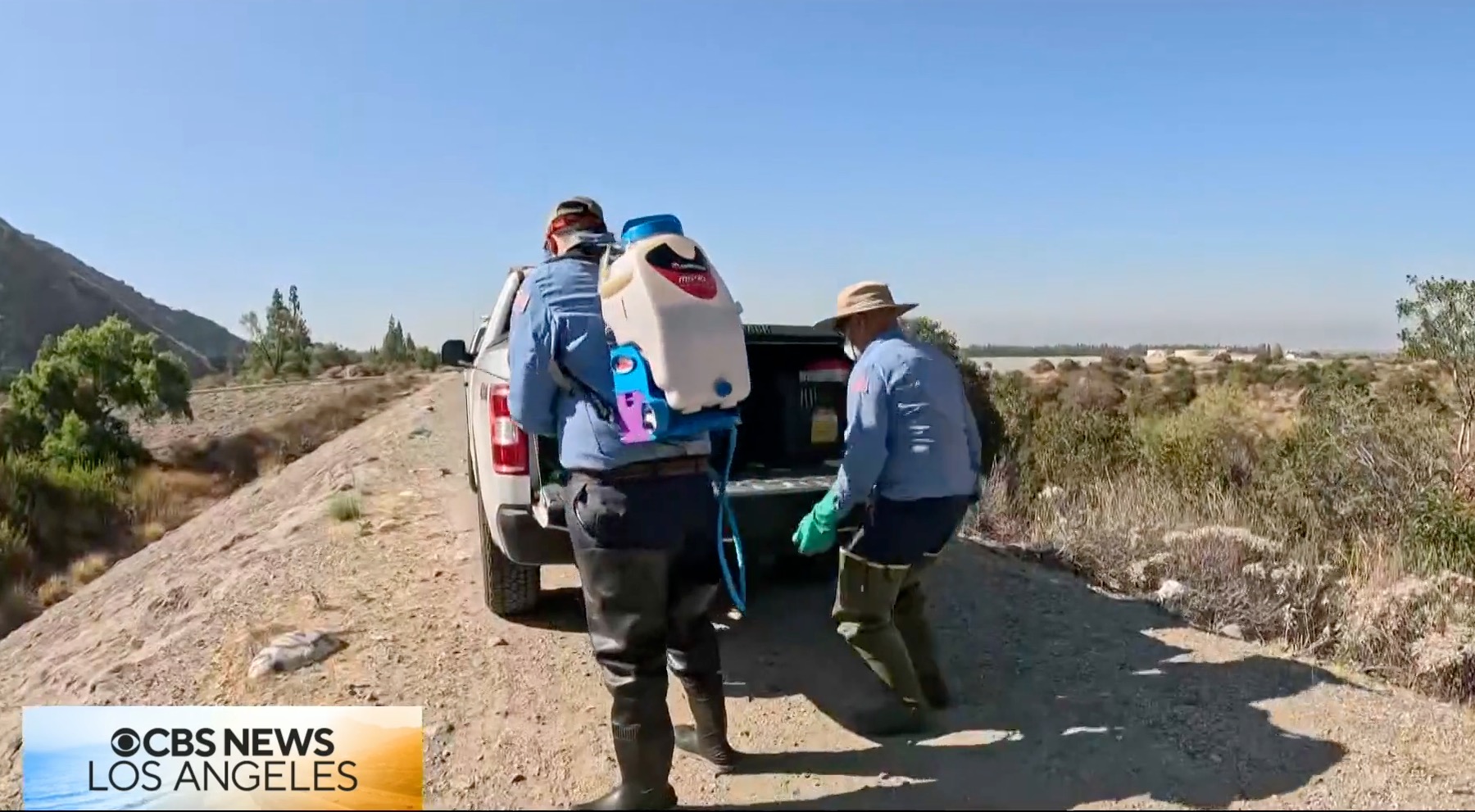 Tiny eye-biting flies are swarming all over the San Gabriel Valley and pestering residents.   "The bugs! The bugs! They're getting me