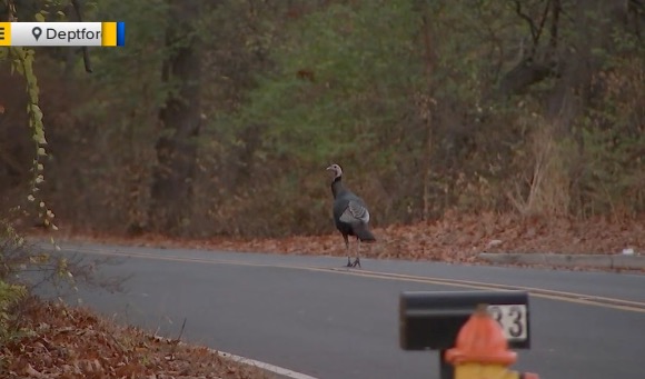 The community in Deptford Township is mourning the loss of a beloved neighborhood character: a wild turkey known affectionately as Fred.