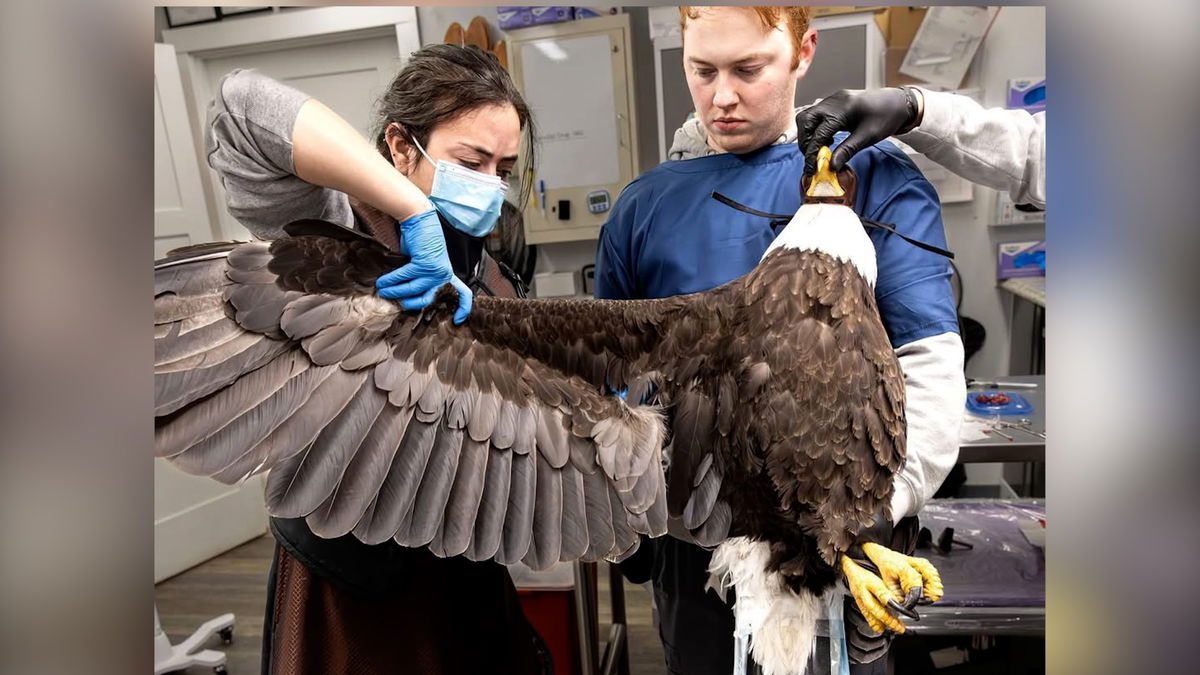 Lead poisoning threat to local raptors as eagle recovers
