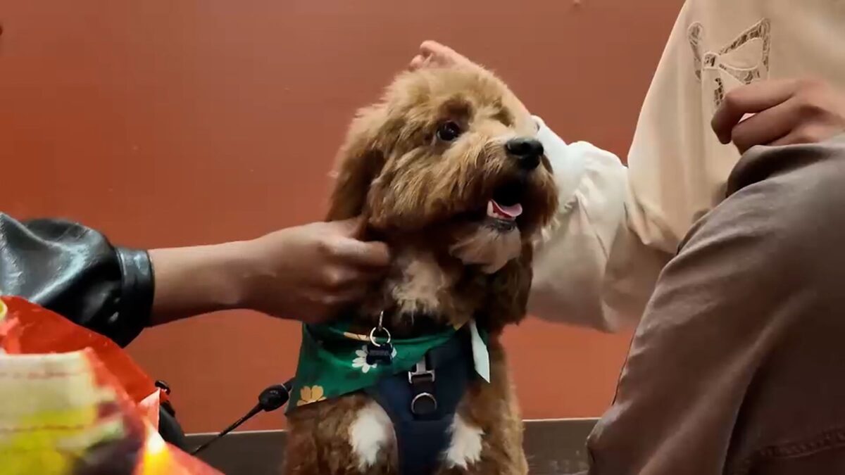 A 9-year-old girl in New Jersey grieving the sudden loss of her father has been reunited with the dog he gave her after the pet sitter caring for him could not be reached.