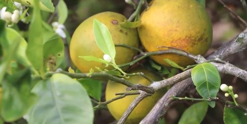 It’s the fruit synonymous with the Sunshine State