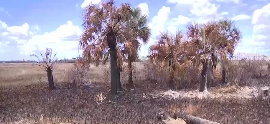 The National Fire burning in Big Cypress National Preserve in eastern Collier County has grown to 35