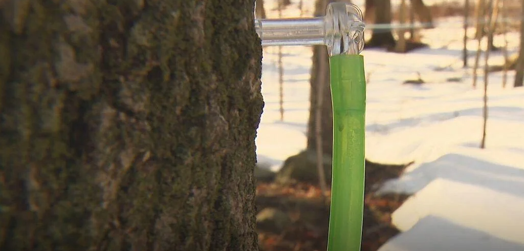 Tapping a tree for maple syrup is a tradition in New England. They're doing it with a modern twist at the Moose Hill Wildlife Sanctuary in Sharon