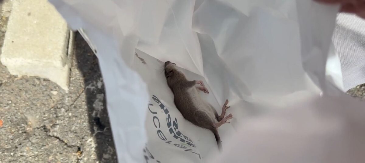 The MSPCA-Angell in Boston is looking to find homes for dozens of rats after 163 rodents were removed from a home in Essex County last month.