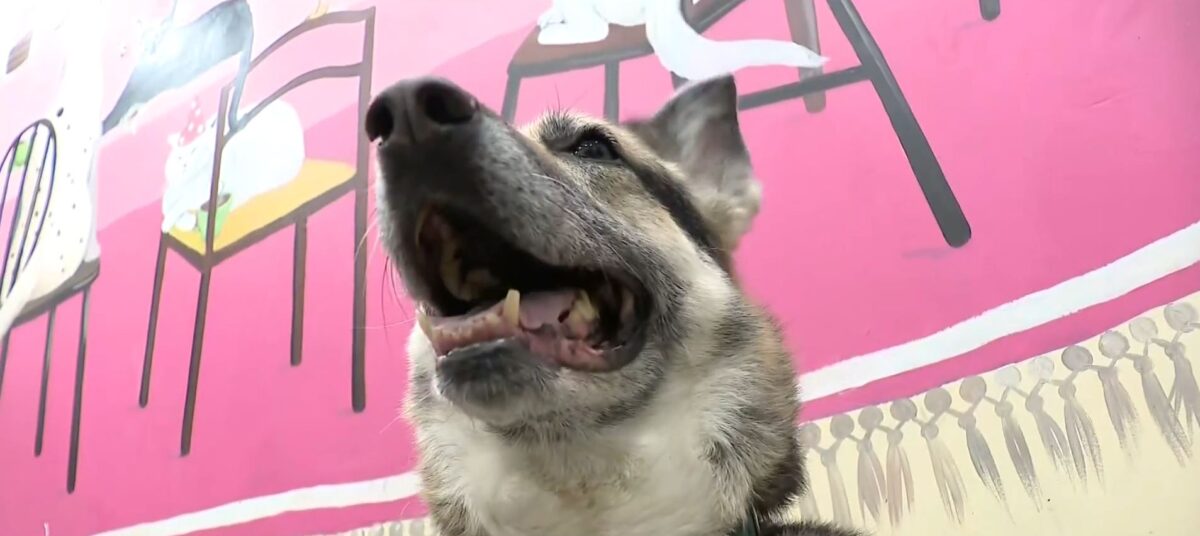 A terminally ill Bronx man made one final request from his hospital bed before he died. He wanted to say goodbye to his dogs and make sure they end up in a loving home.