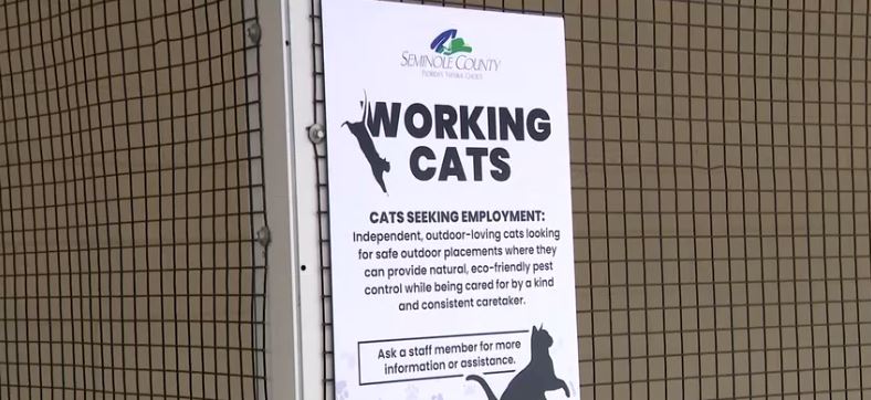 So when adopters find that special cat