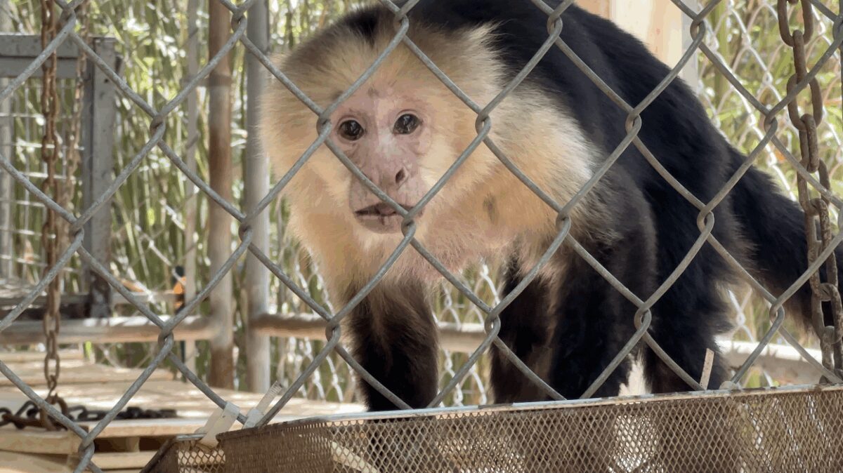 A nonprofit is giving monkeys and apes rescued from abusive and illegal situations a second chance at life