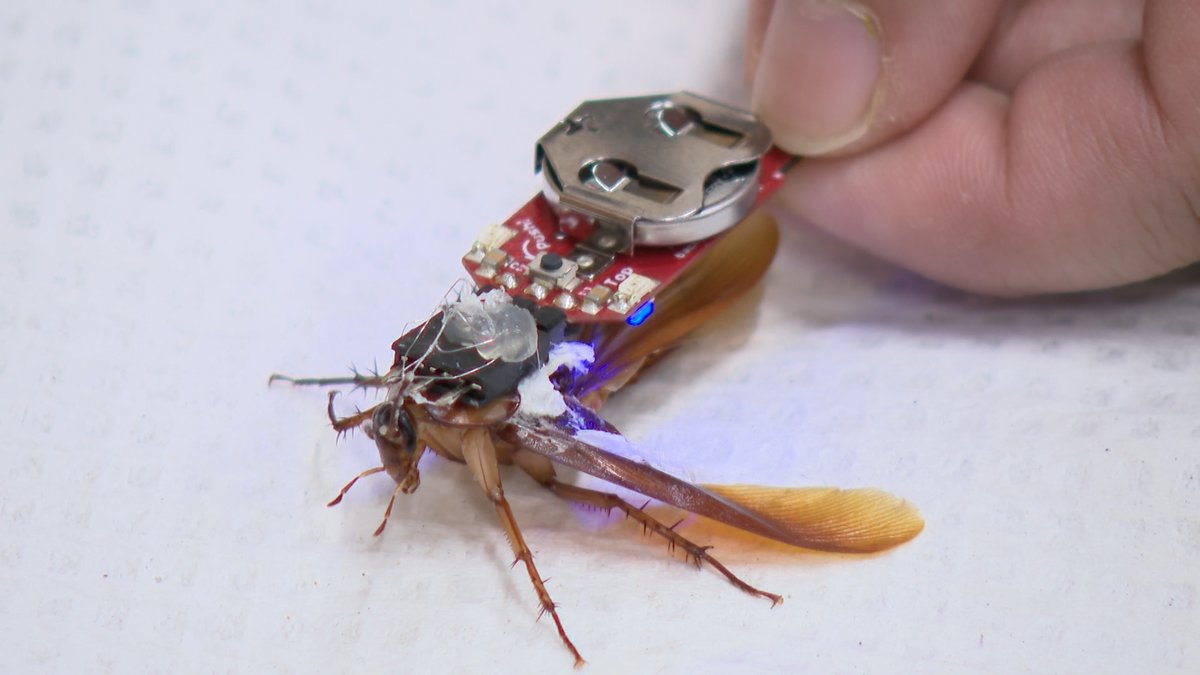 Marquette University students are learning about neuroscience through an innovative experiment involving cyborg cockroaches equipped with Bluetooth backpacks.
