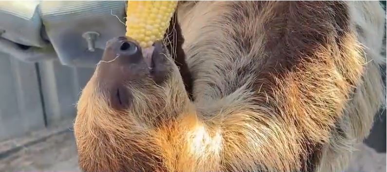 An Effingham County family has taken things a step further - building a zoo from scratch and they're inviting everyone to come take a walk on the wild side.