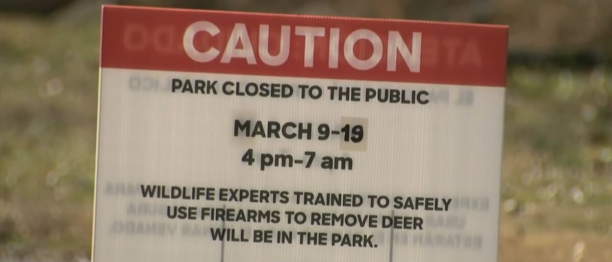 Baltimore City officials say deer are overpopulated in the city. The city's deer management program will target three parks this month.
