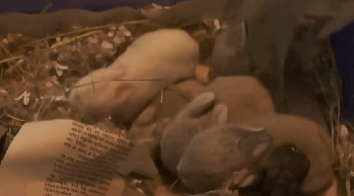 Filipe Silva was living in Virginia suddenly had to return to his home country of Brazil in 2025