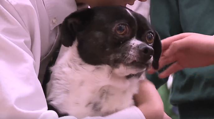 To say Frankie the three-legged chihuahua-pug mix is a celebrity at St. John's Parish Day School