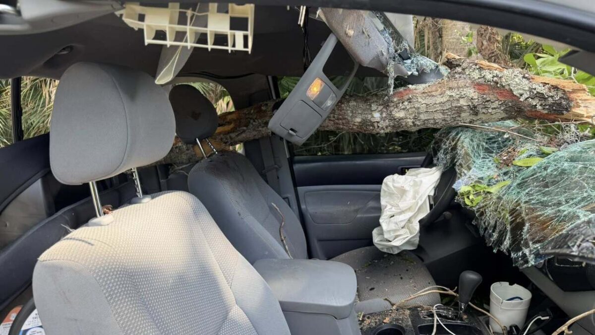 A driver survived after a large oak tree toppled over and smashed his truck's windshield