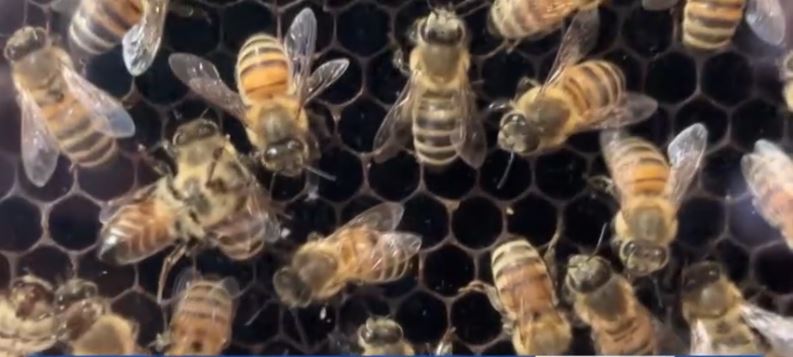 Bedillion Honey Farm is owned by Mark and Sarah Bedillion. They say someone intentionally set fire to 50 beehives on their farm in Industry