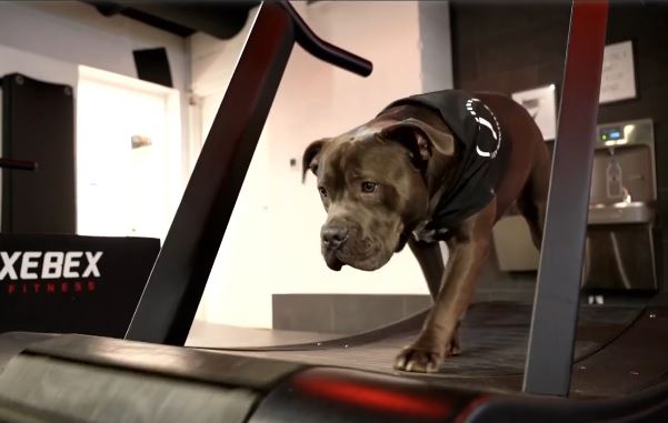 Owner and operator Ashley Shanks fosters rescue dogs and brings them to her gym