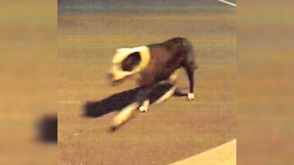 Police are searching for a pit bull they suspect was involved in a dog attack in Plymouth Township