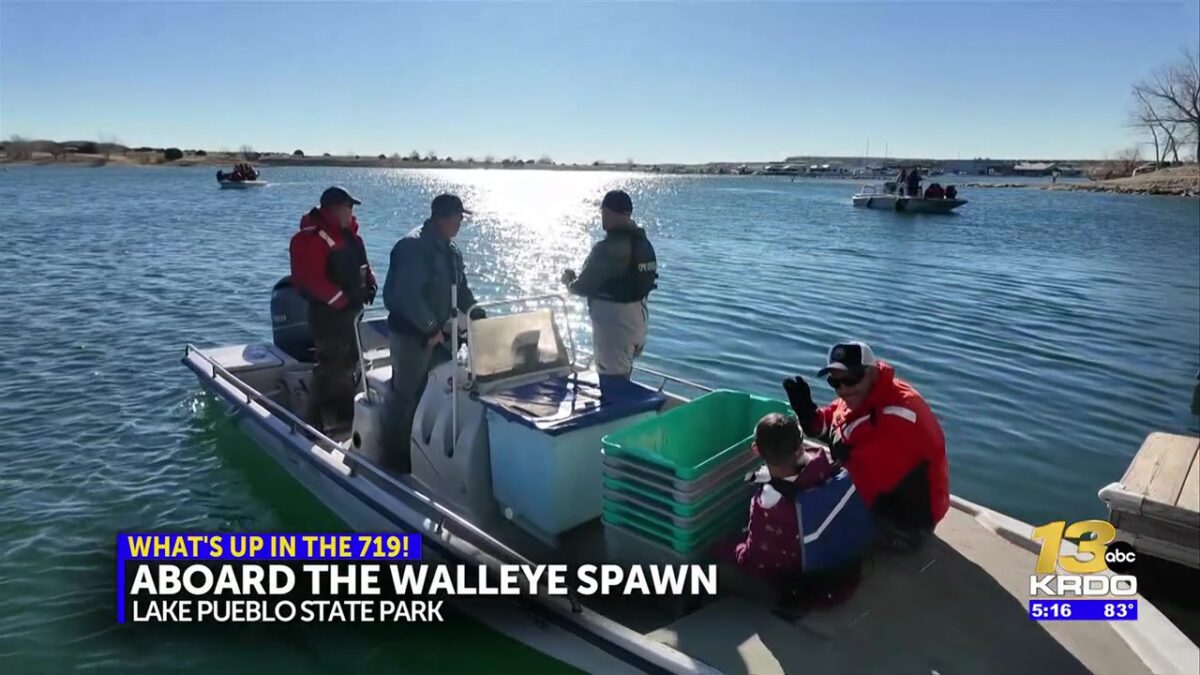 CPW gives behind-the-scenes look at its annual Walleye Spawn at the Lake Pueblo Reservoir