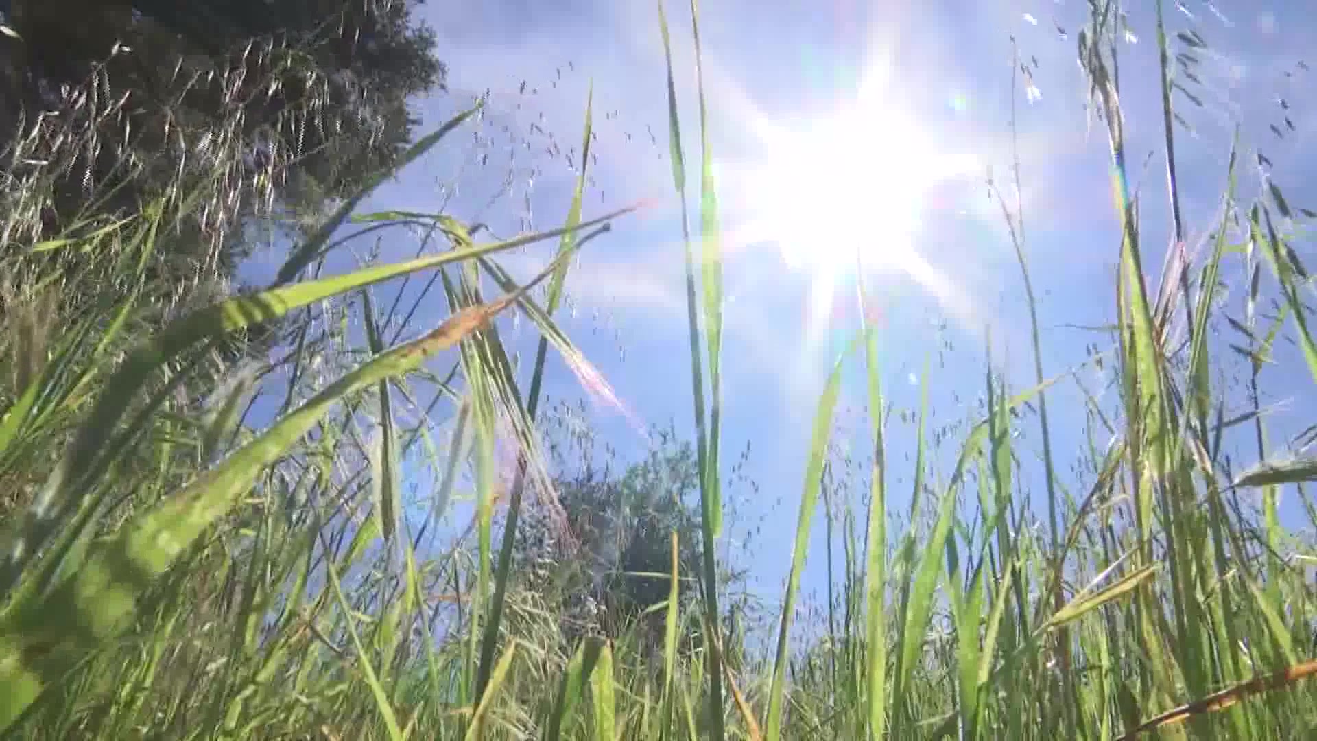 Wildfire Risk Remaining Low Even as Temperatures Soar to Near Record Numbers This Week