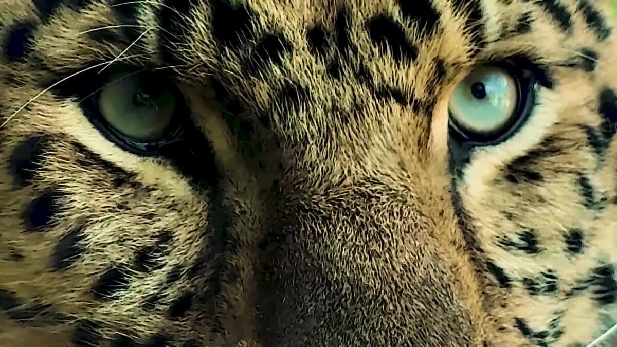 Amur Leopard Demonstration Brings Regional Wildlife Experts to Santa Barbara