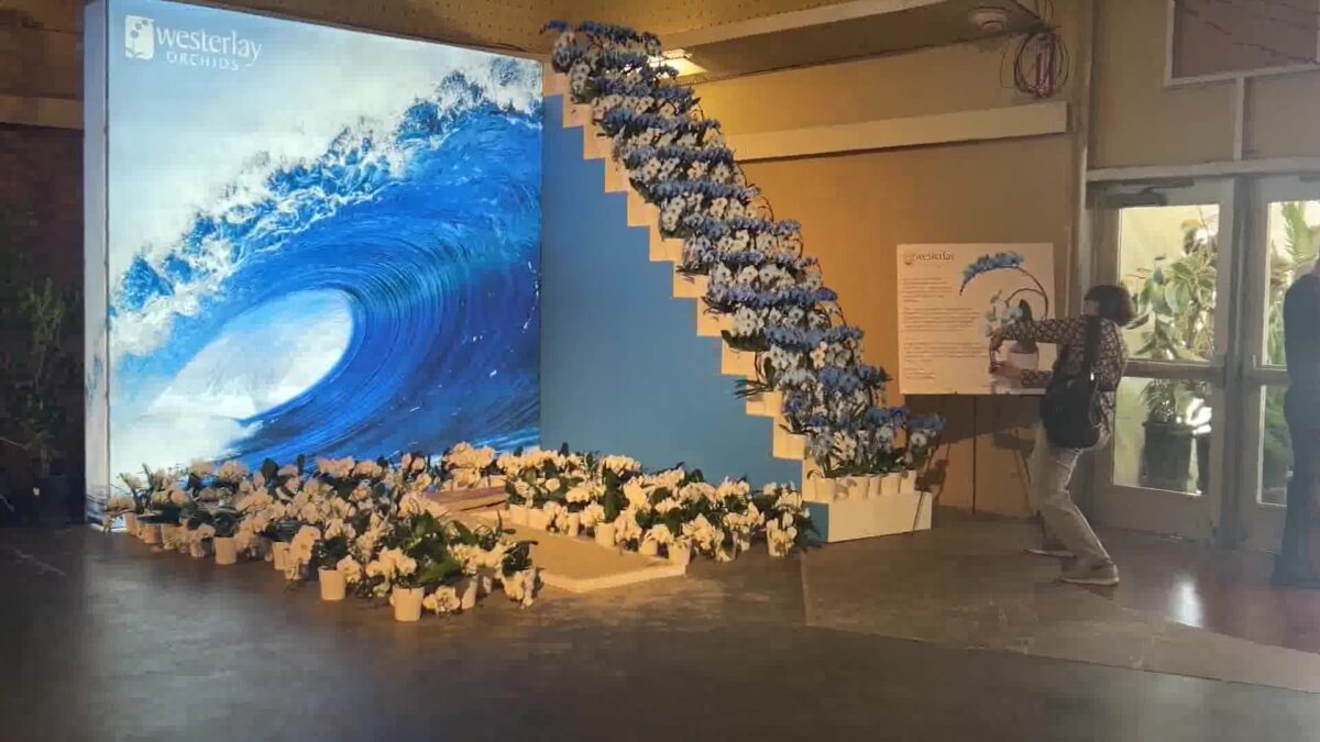 Visitors buy orchids at Santa Barbara International Orchid Show