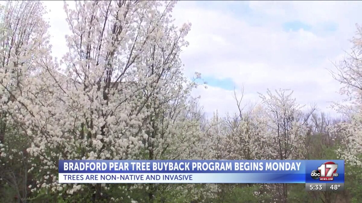 Missouri Department of Conservation to launch 2026 Callery pear buyback program