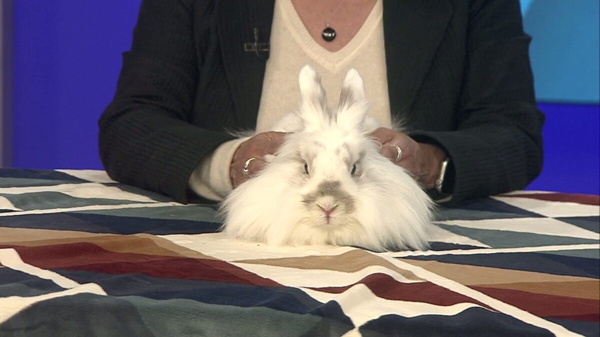 Pet Pals: Bunny is a funny