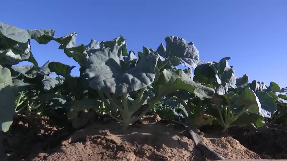 Central Coast agriculture facing challenges amid record heat wave