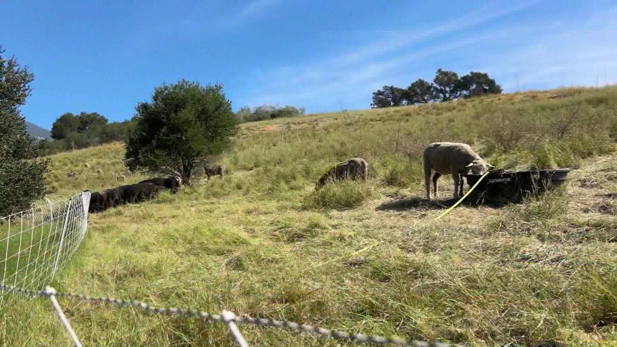 Sheep Take the Lead in Santa Barbara’s Wildfire Prevention Effort
