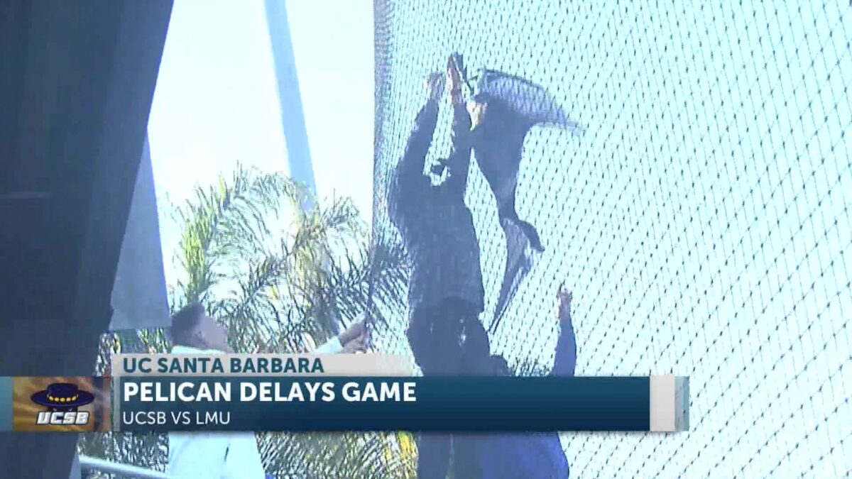 UCSB wins “wild” game as a pelican delays action in the 4th inning