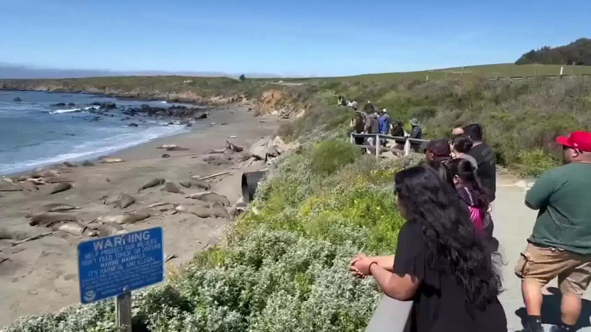 Seal pup and people enjoy weekend weather