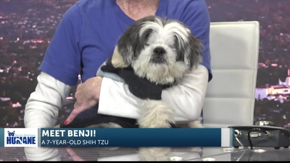 Benji the Blind Pup Available to Adopt at Santa Barbara Humane