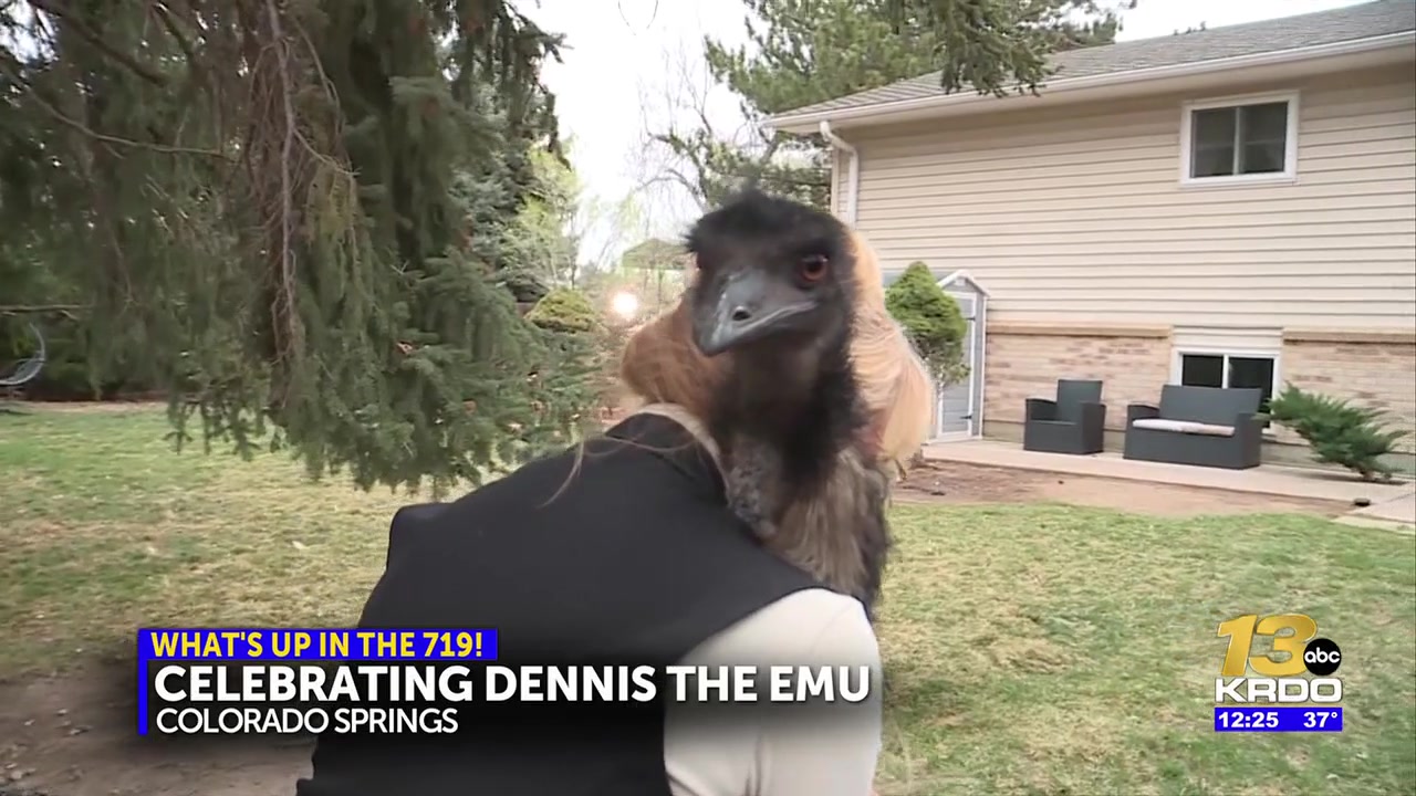 Locally famous emu hosting public birthday party at Acacia Park