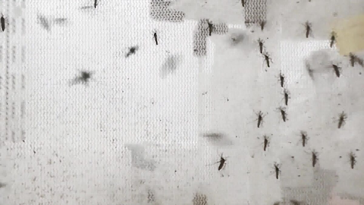 New Discovery Could Help Take the Bite Out of Mosquito Season