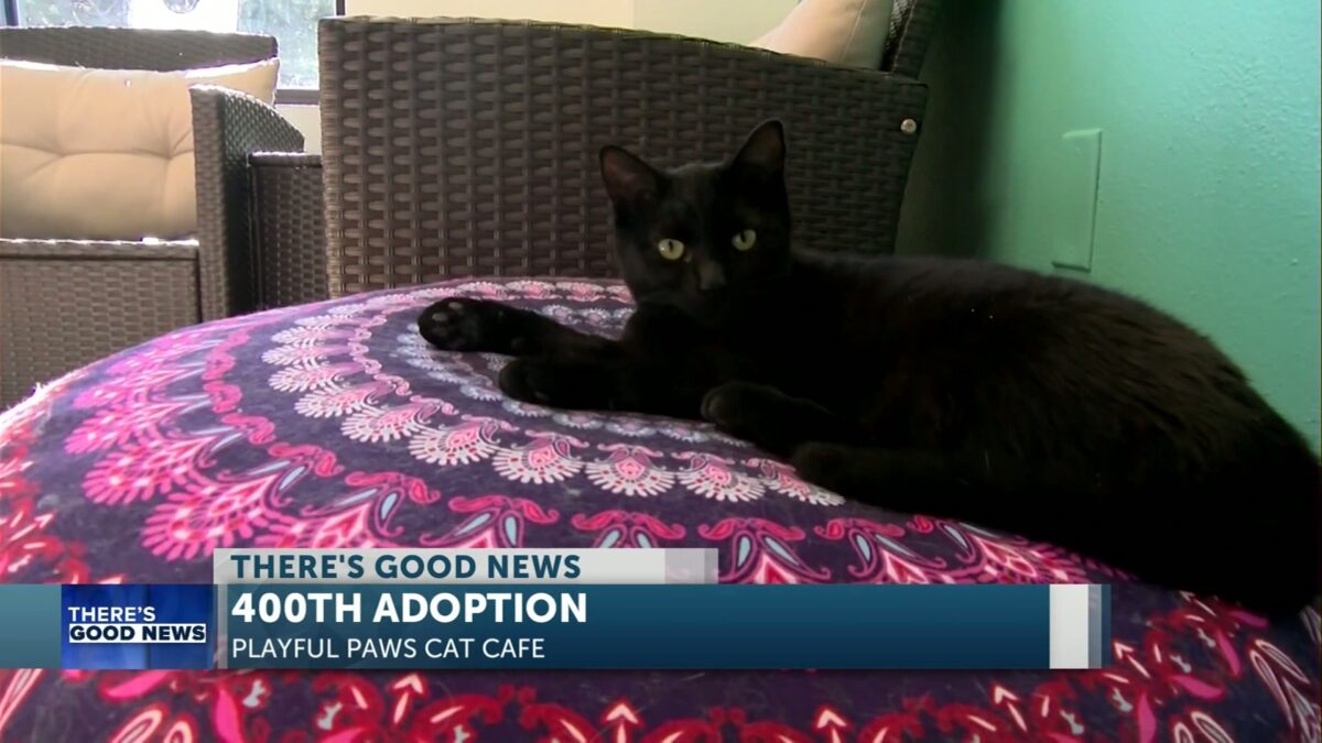 There’s Good News: Bend’s Playful Paws Cat Café celebrates 400th adoption