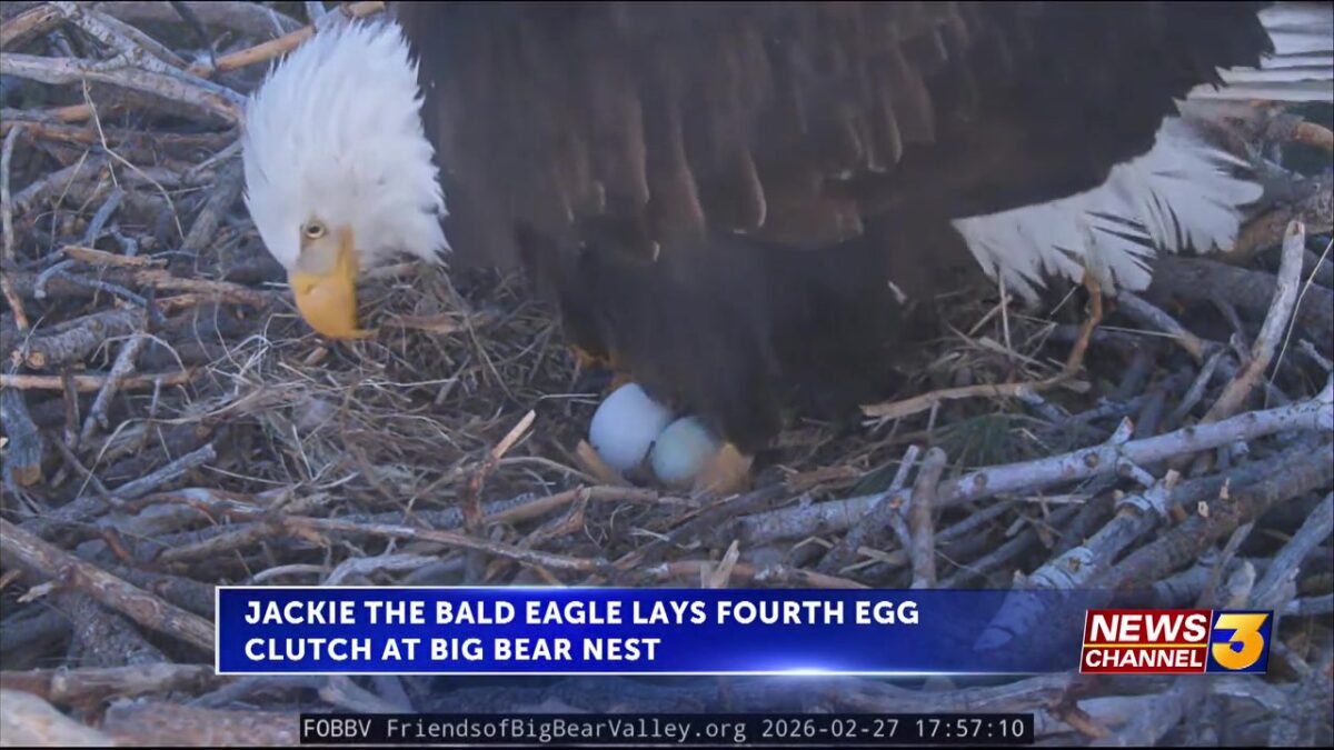 Jackie the bald eagle lays fourth egg clutch at Big Bear nest