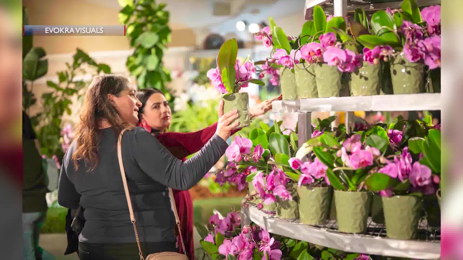 A Look At This Year’s Santa Barbara International Orchid Show