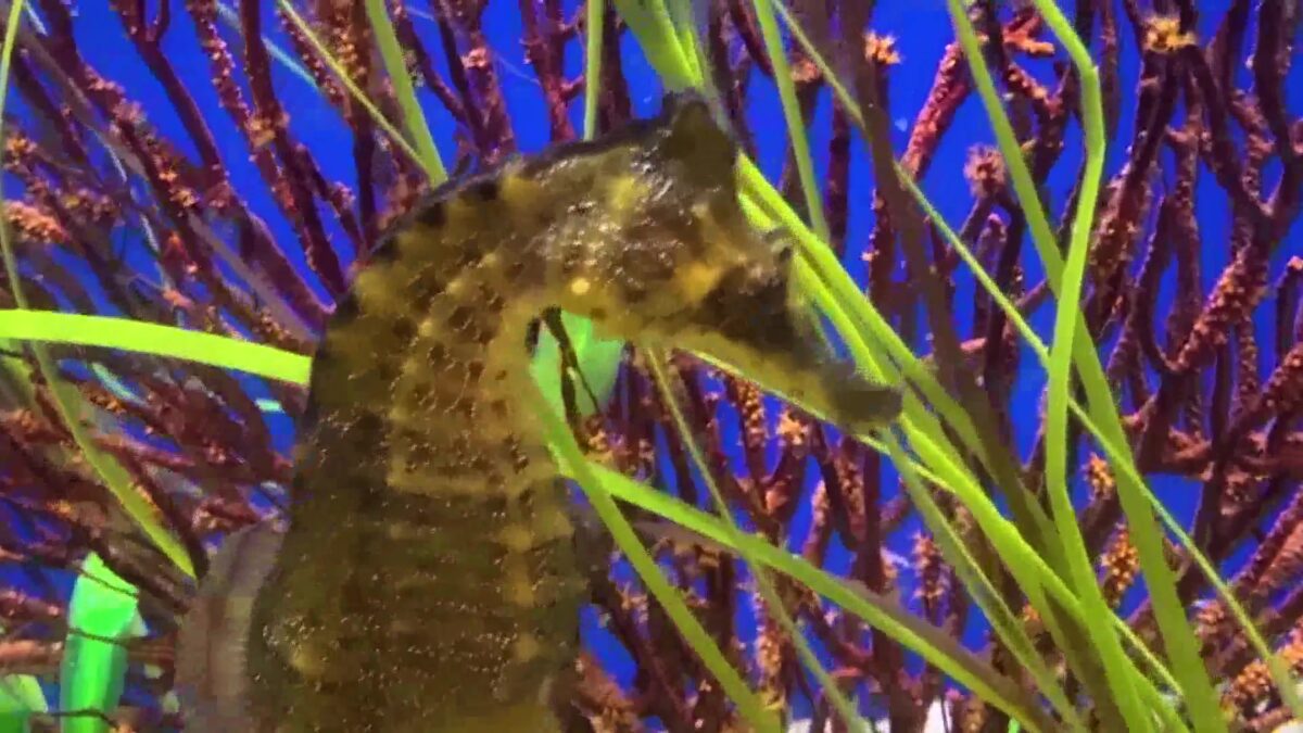 Seahorses Make Waves in Santa Barbara