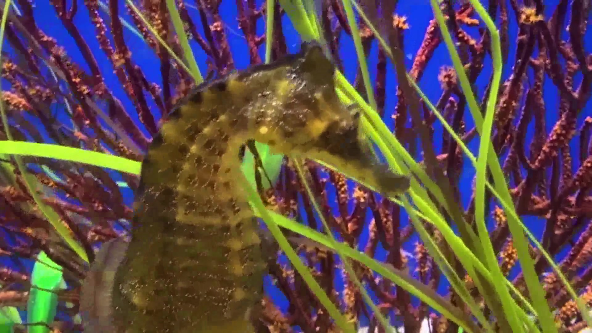Seahorses Make Waves in Santa Barbara