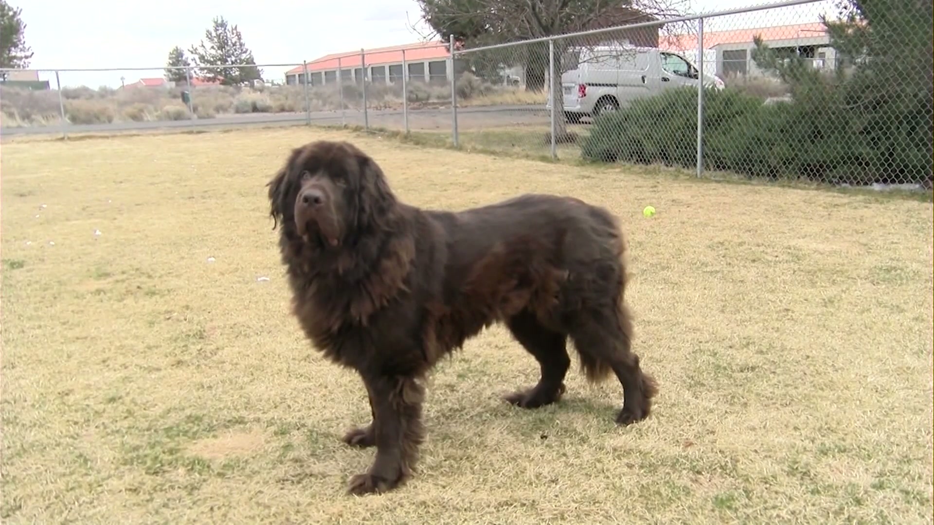 Pet Pals: Big Bella is looking for a home