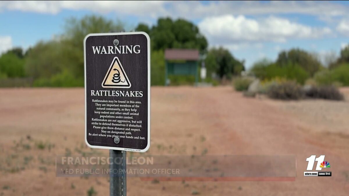 How to stay safe in case you see a rattlesnake