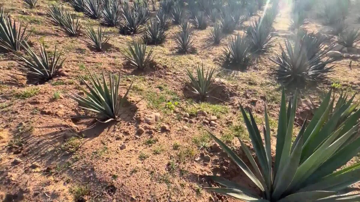 Agave Growers Planting Roots Around Santa Barbara With Spirited Hopes Ahead