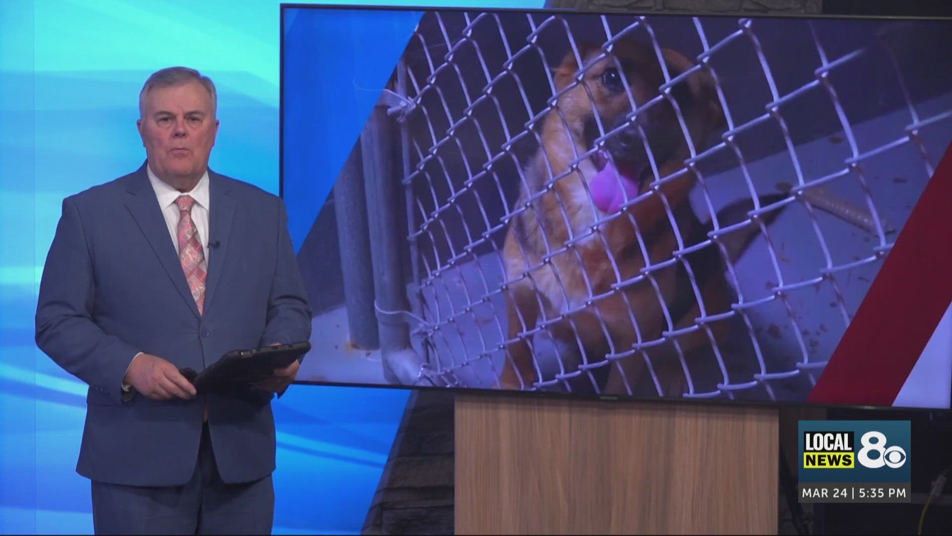 Blackfoot Animal Shelter hits breaking point amid overcrowding