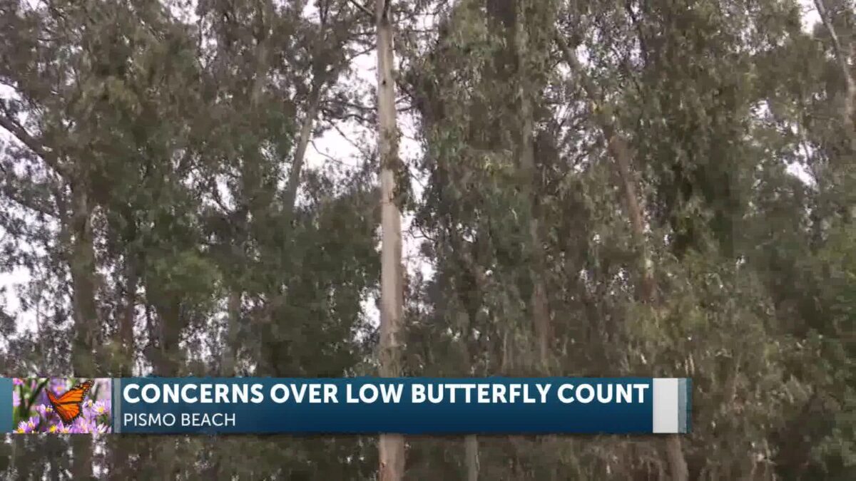 Pismo Beach’s Mounting Worries Over Declining Monarchs