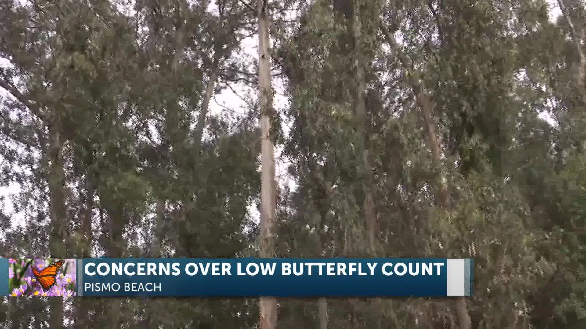 Pismo Beach’s Mounting Worries Over Declining Monarchs
