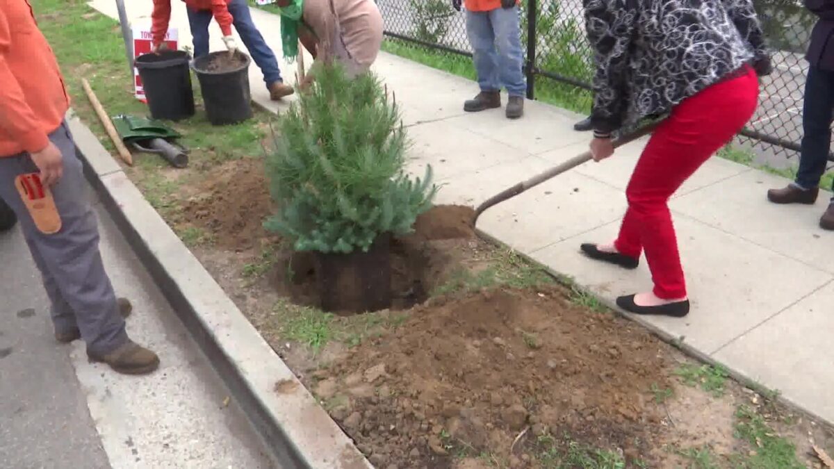 40 New Italian Stone Pines Restore Historic Drive in Santa Barbara